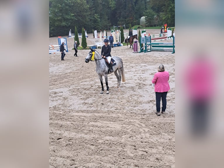 Koń hanowerski Klacz 5 lat 168 cm Siwa jabłkowita in Garching an der Alz