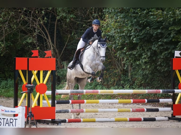Koń hanowerski Klacz 5 lat 168 cm Siwa jabłkowita in Garching an der Alz