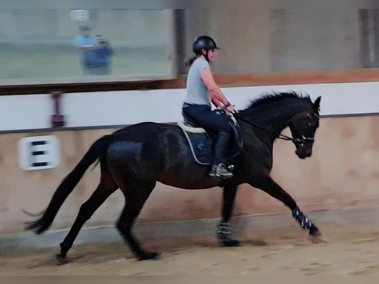 Koń hanowerski Klacz 5 lat 168 cm Skarogniada in Böheimkirchen