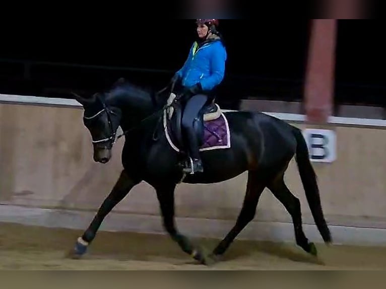 Koń hanowerski Klacz 5 lat 168 cm Skarogniada in Böheimkirchen