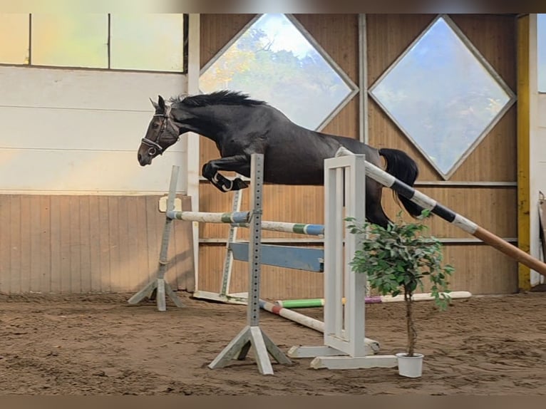 Koń hanowerski Klacz 5 lat 169 cm Ciemnogniada in Braunschweig