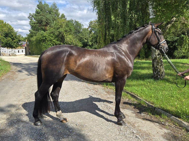 Koń hanowerski Klacz 5 lat 169 cm Ciemnogniada in R&#xF6;ttingen