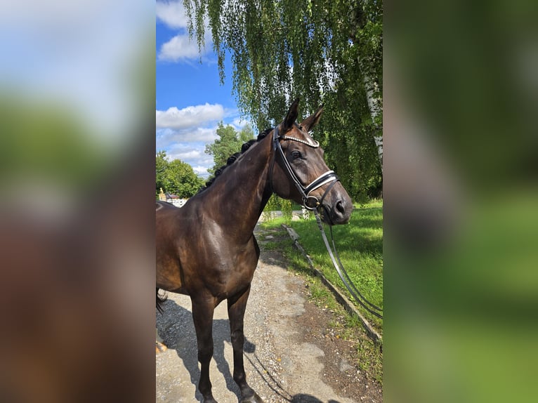 Koń hanowerski Klacz 5 lat 169 cm Ciemnogniada in R&#xF6;ttingen