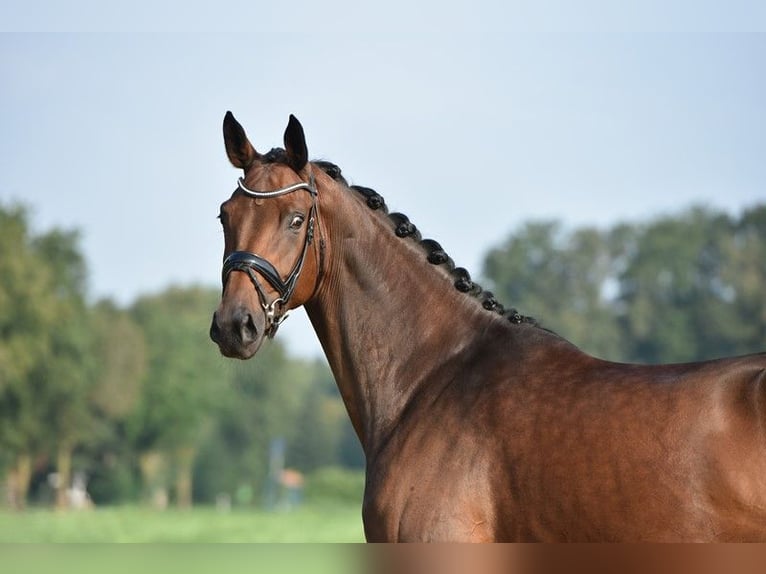 Koń hanowerski Klacz 5 lat 169 cm Gniada in Lohne (Oldenburg)