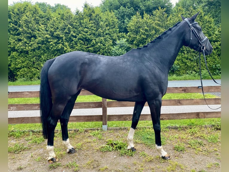 Koń hanowerski Klacz 5 lat 169 cm Kara in Hude (Oldenburg)