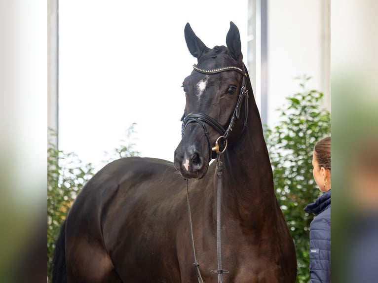 Koń hanowerski Klacz 5 lat 169 cm Kara in Verden