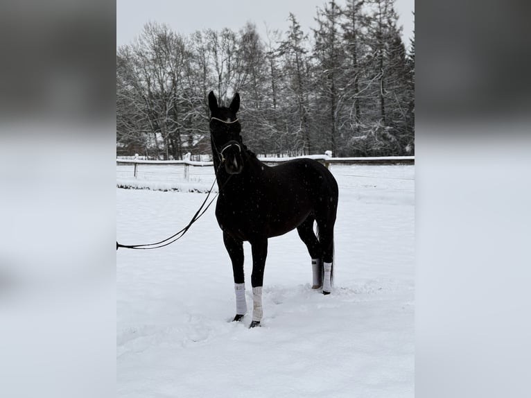 Koń hanowerski Klacz 5 lat 169 cm Kara in Kirchlinteln