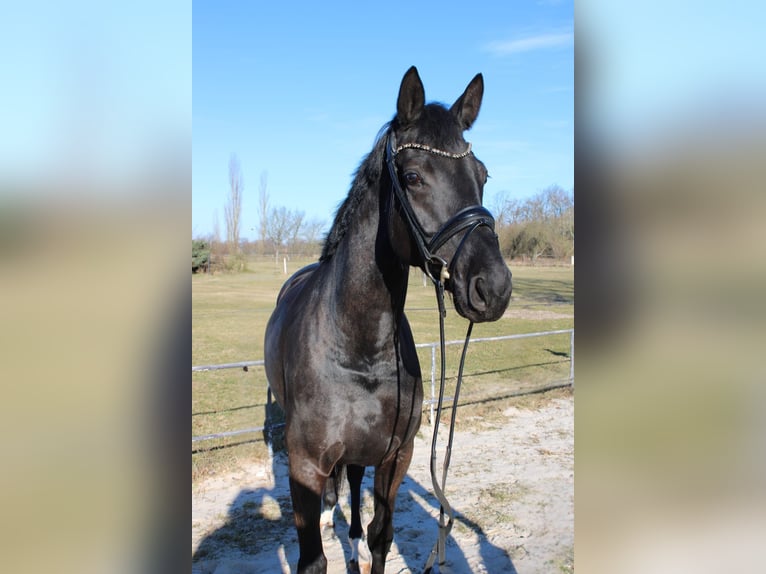 Koń hanowerski Klacz 5 lat 169 cm Kara in Langelsheim