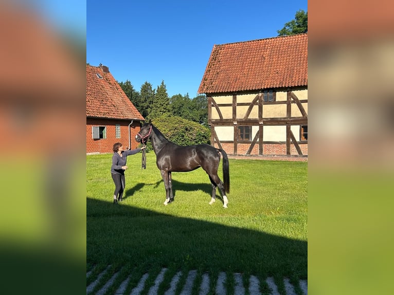 Koń hanowerski Klacz 5 lat 169 cm  in Borstel