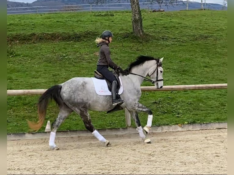 Koń hanowerski Klacz 5 lat 169 cm Siwa in Savoie