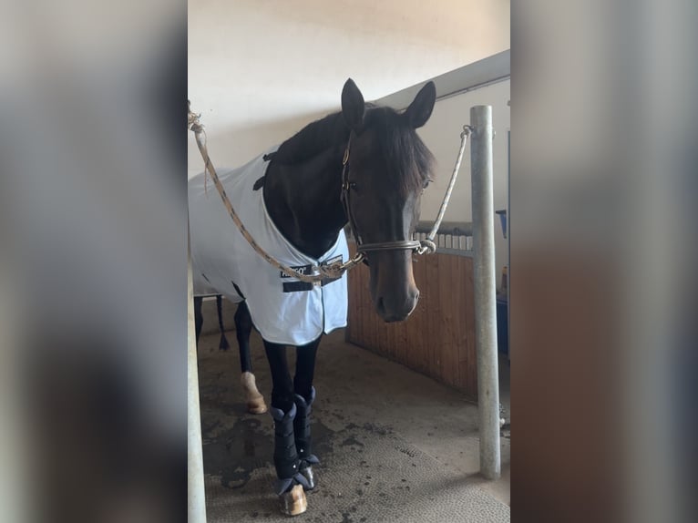 Koń hanowerski Klacz 5 lat 170 cm Ciemnogniada in Freystadt