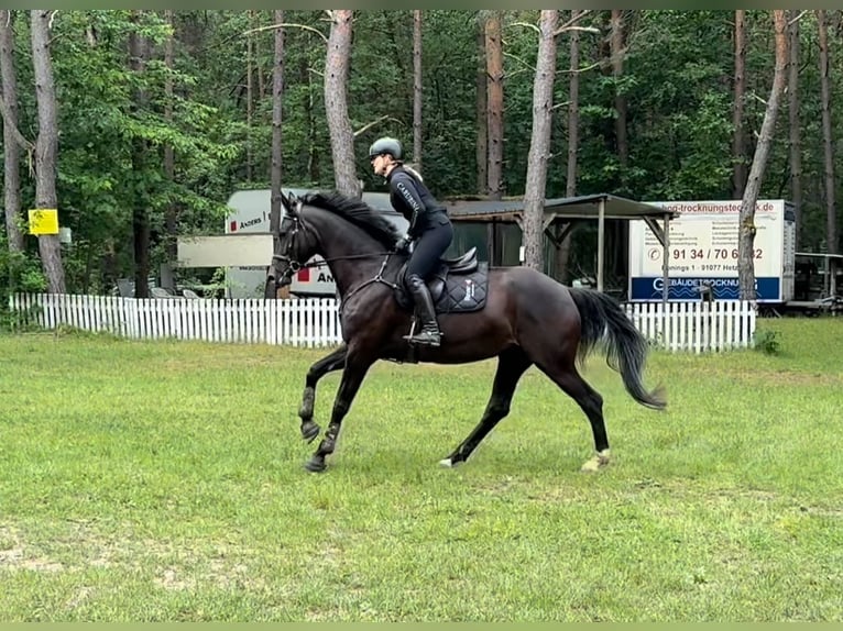 Koń hanowerski Klacz 5 lat 170 cm Ciemnogniada in Freystadt