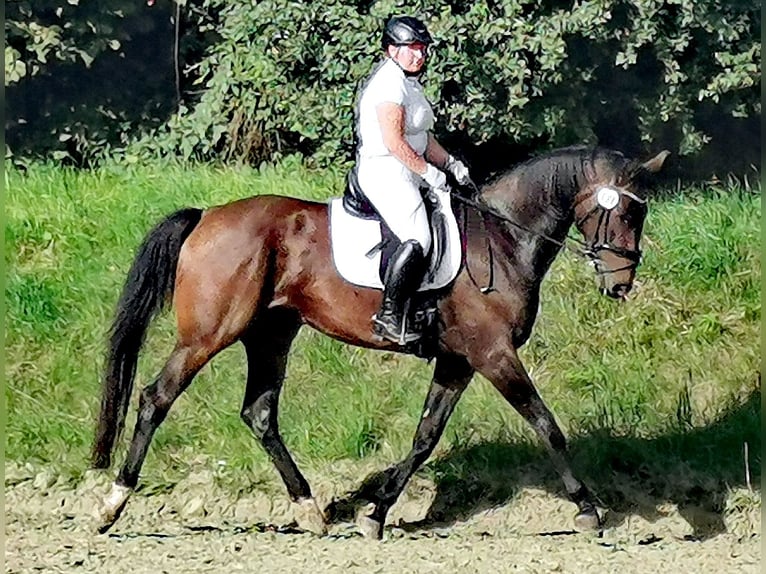 Koń hanowerski Klacz 5 lat 170 cm Ciemnogniada in Korbach