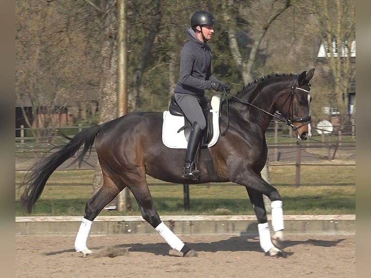 Koń hanowerski Klacz 5 lat 170 cm Ciemnogniada in Ratekau