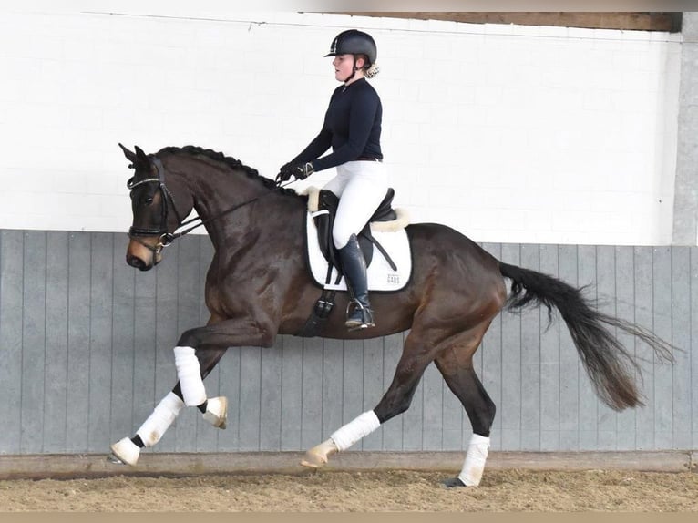 Koń hanowerski Klacz 5 lat 170 cm Ciemnogniada in Tiddische