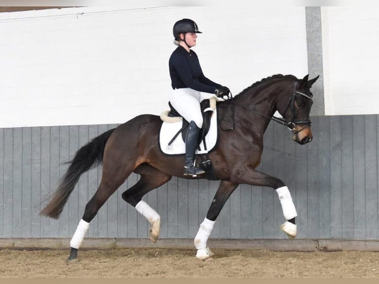 Koń hanowerski Klacz 5 lat 170 cm Ciemnogniada in Tiddische