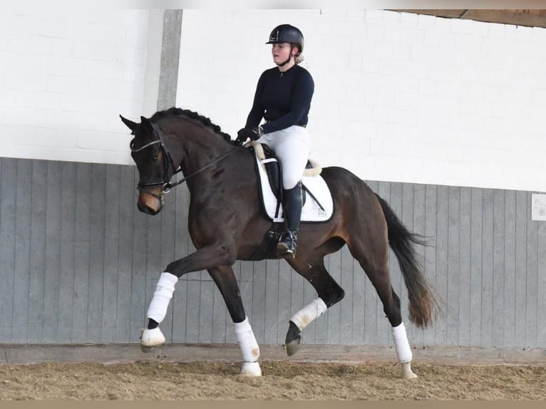 Koń hanowerski Klacz 5 lat 170 cm Ciemnogniada in Tiddische