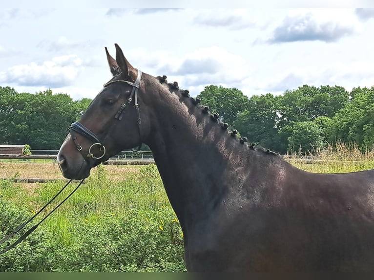 Koń hanowerski Klacz 5 lat 170 cm Ciemnogniada in Loxstedt
