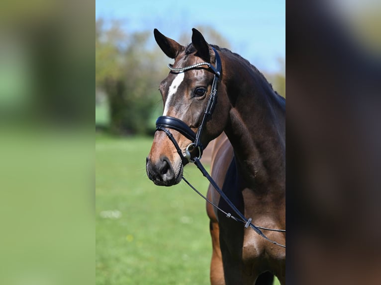 Koń hanowerski Klacz 5 lat 170 cm Ciemnogniada in Gomadingen