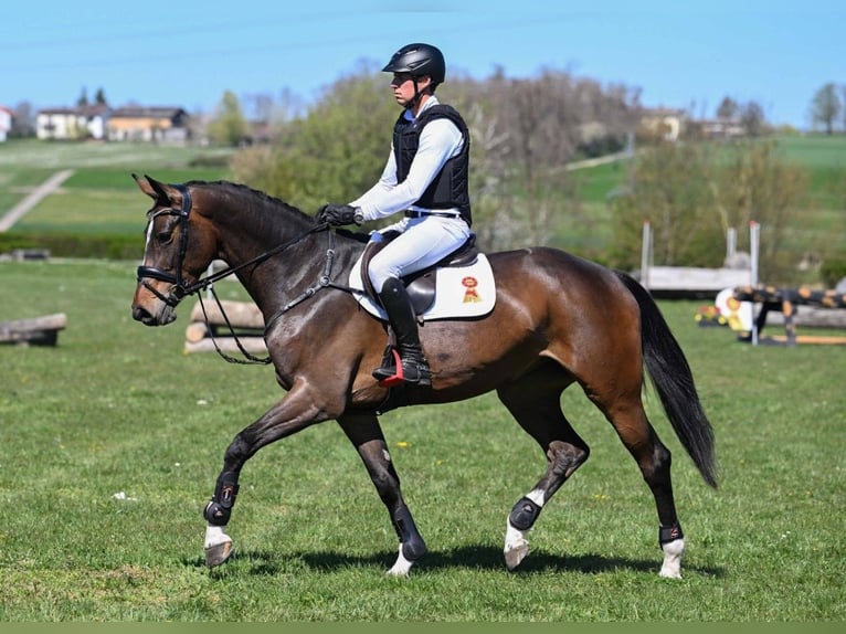 Koń hanowerski Klacz 5 lat 170 cm Ciemnogniada in Gomadingen