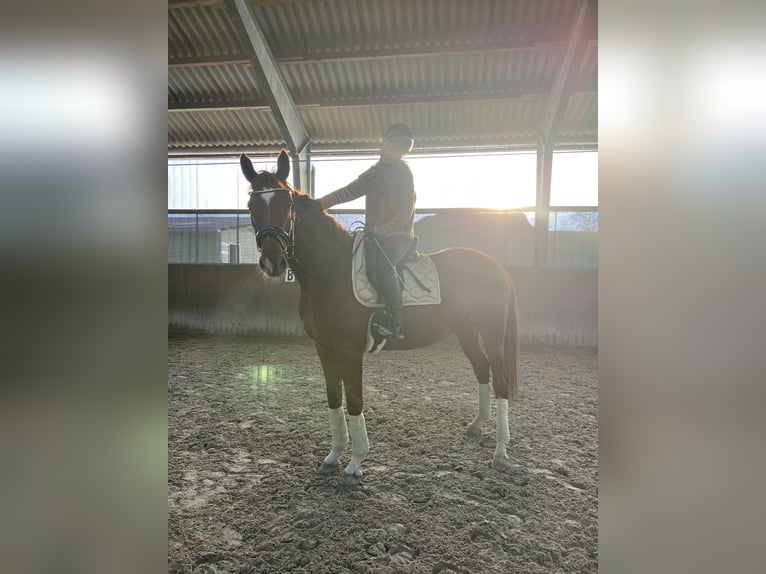 Koń hanowerski Klacz 5 lat 170 cm Ciemnokasztanowata in Dallgow-Döberitz