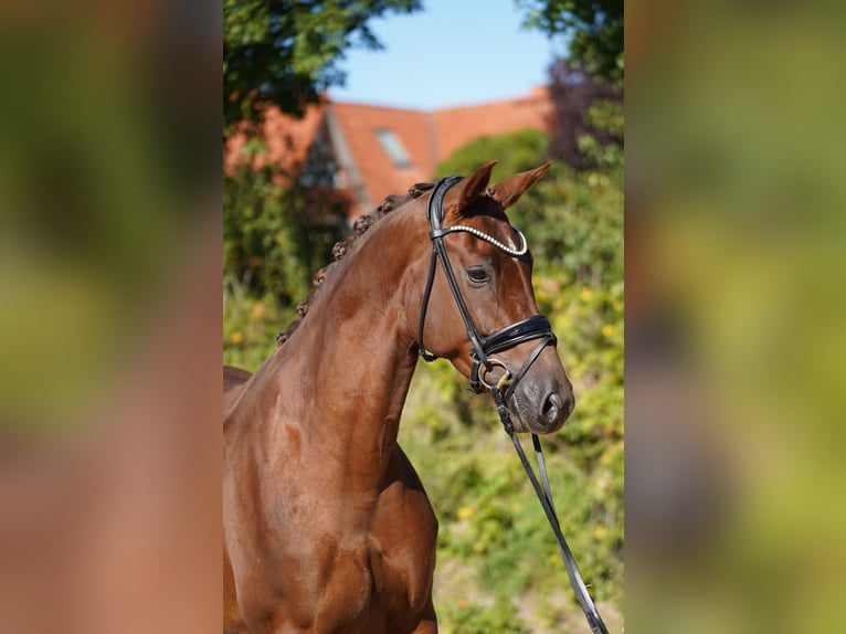 Koń hanowerski Klacz 5 lat 170 cm Ciemnokasztanowata in Hohenfelde