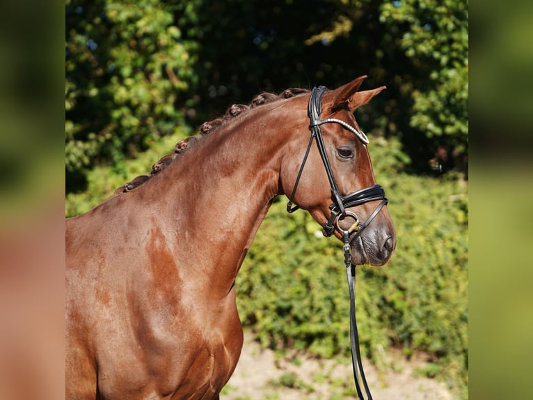 Koń hanowerski Klacz 5 lat 170 cm Ciemnokasztanowata in Hohenfelde