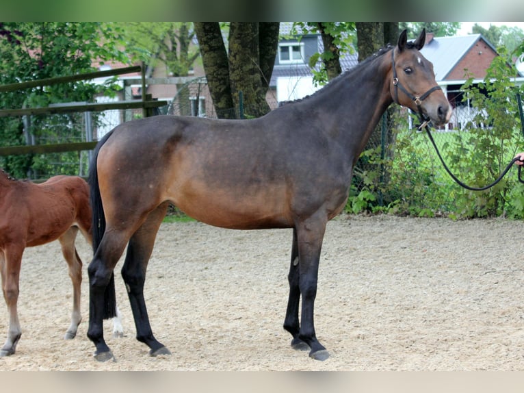 Koń hanowerski Klacz 5 lat 170 cm Gniada in Kutenholz