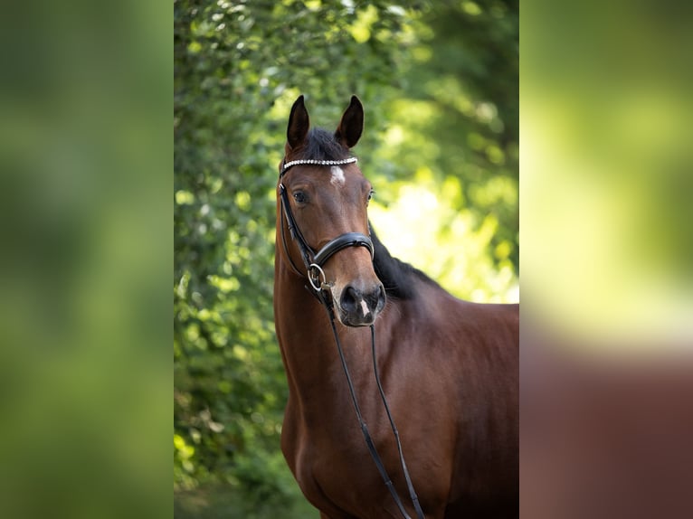 Koń hanowerski Klacz 5 lat 170 cm Gniada in Falkensee