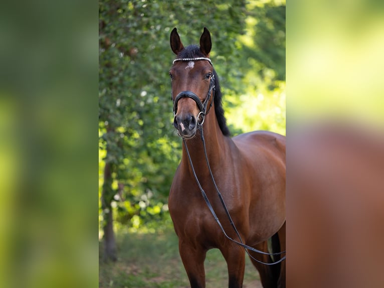 Koń hanowerski Klacz 5 lat 170 cm Gniada in Falkensee