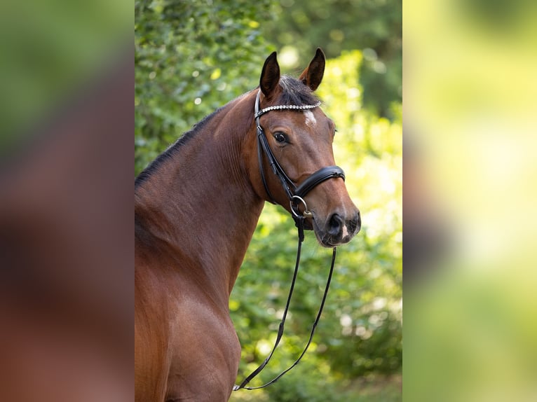 Koń hanowerski Klacz 5 lat 170 cm Gniada in Falkensee