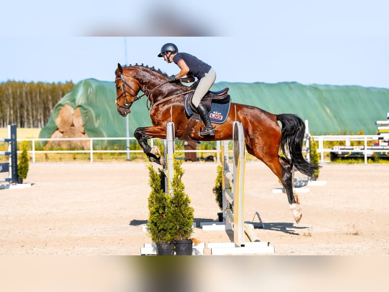 Koń hanowerski Klacz 5 lat 170 cm Gniada in Stryków