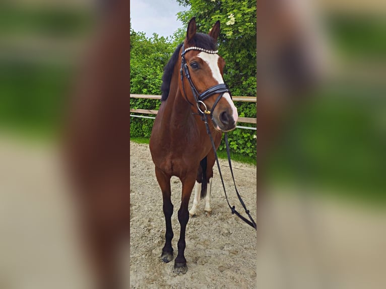 Koń hanowerski Klacz 5 lat 170 cm Gniada in Bedburg