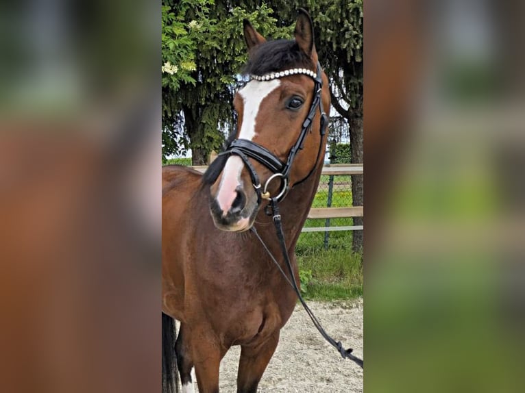 Koń hanowerski Klacz 5 lat 170 cm Gniada in Bedburg