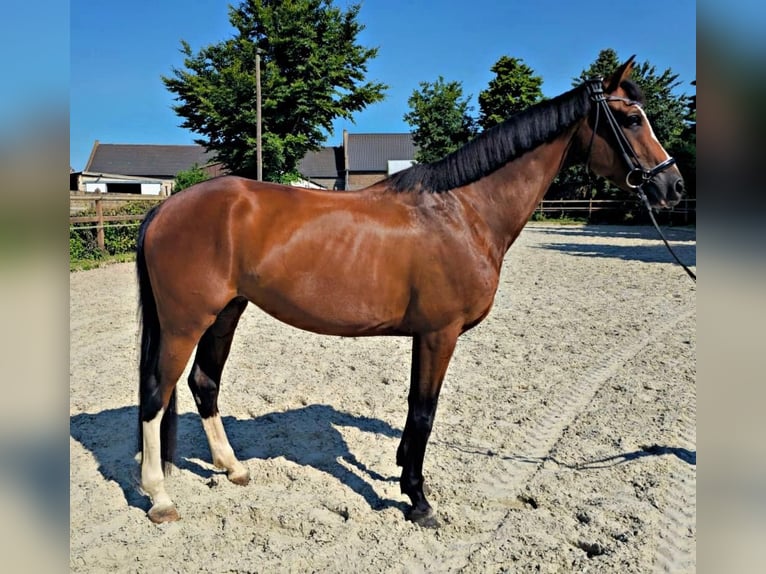 Koń hanowerski Klacz 5 lat 170 cm Gniada in Bedburg