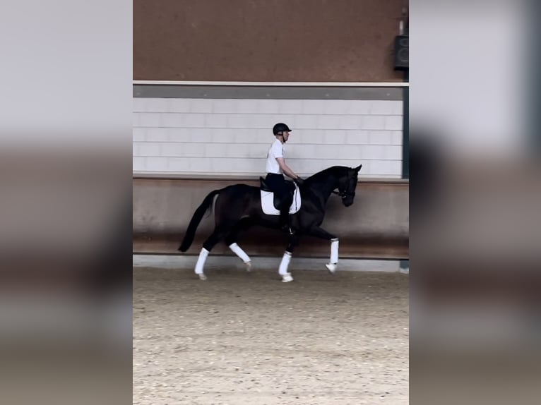 Koń hanowerski Klacz 5 lat 170 cm Gniada in Lindwedel