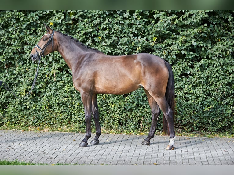 Koń hanowerski Klacz 5 lat 170 cm Gniada in Verden (Aller)