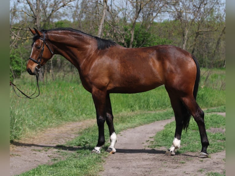 Koń hanowerski Klacz 5 lat 170 cm Gniada in Gyula