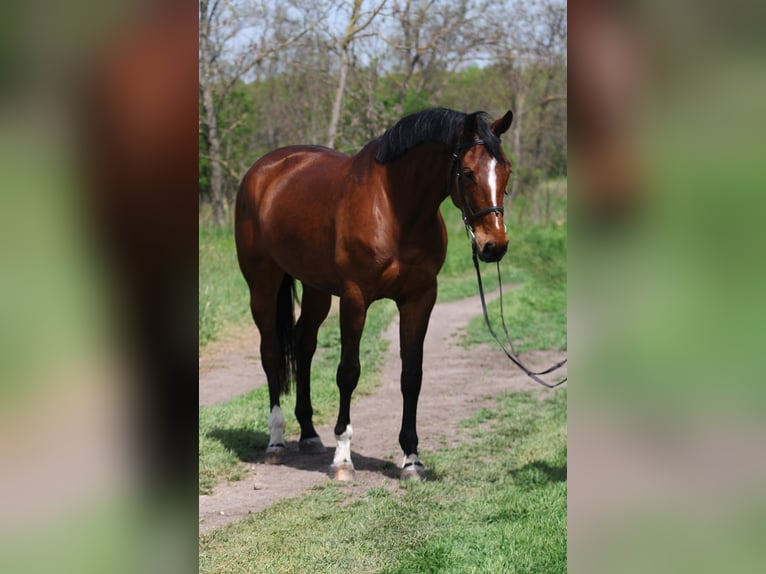 Koń hanowerski Klacz 5 lat 170 cm Gniada in Gyula