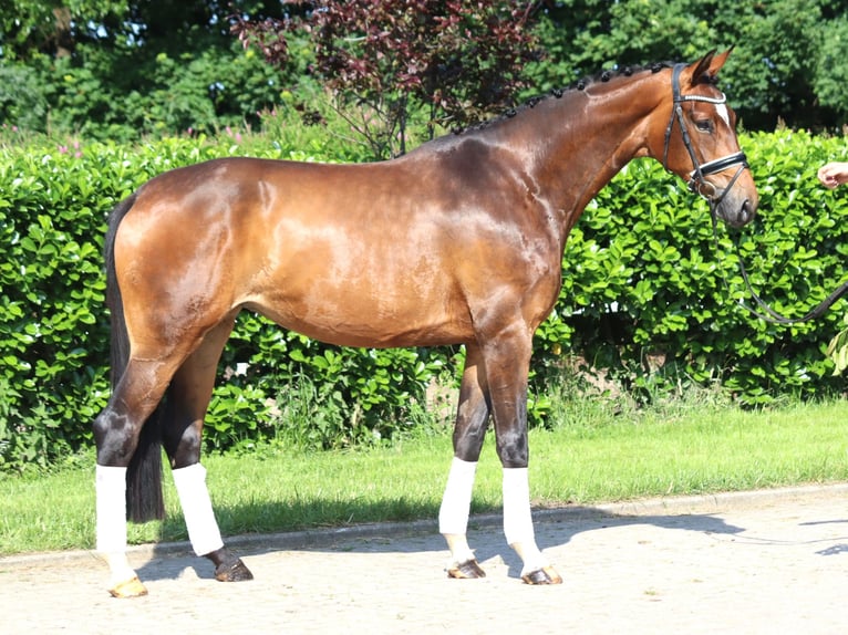 Koń hanowerski Klacz 5 lat 170 cm Gniada in Selsingen