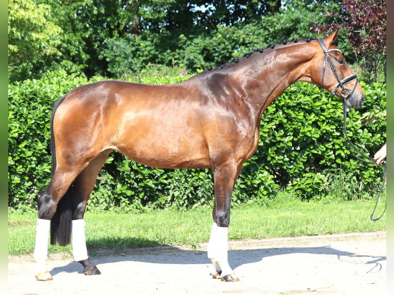 Koń hanowerski Klacz 5 lat 170 cm Gniada in Selsingen