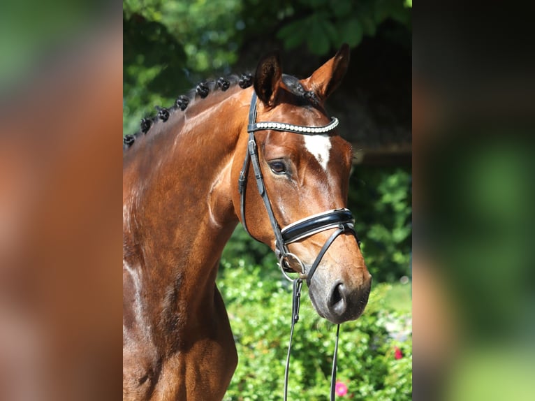 Koń hanowerski Klacz 5 lat 170 cm Gniada in Selsingen