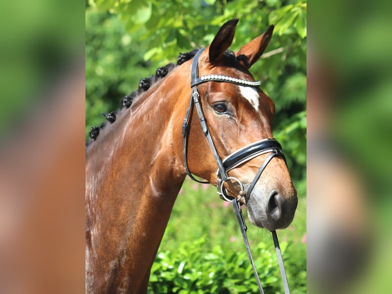 Koń hanowerski Klacz 5 lat 170 cm Gniada in Selsingen