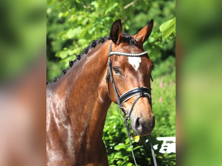 Koń hanowerski Klacz 5 lat 170 cm Gniada in Selsingen