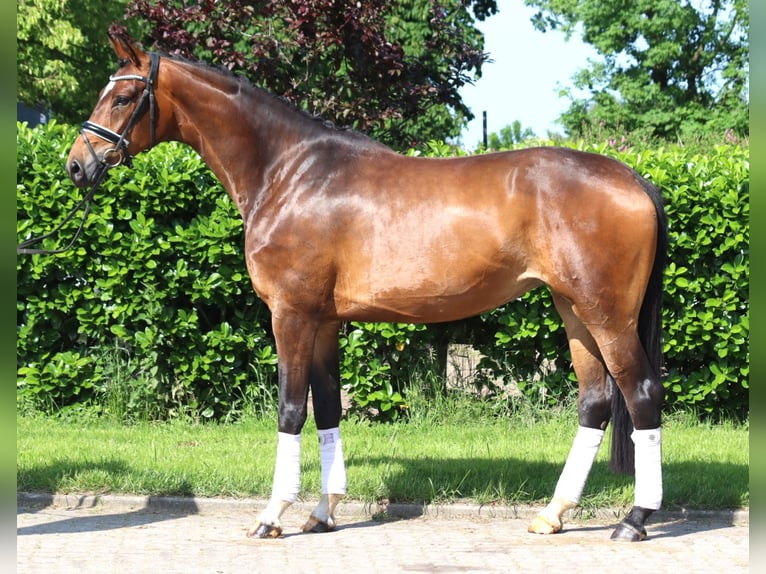 Koń hanowerski Klacz 5 lat 170 cm Gniada in Selsingen