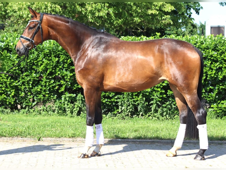 Koń hanowerski Klacz 5 lat 170 cm Gniada in Selsingen