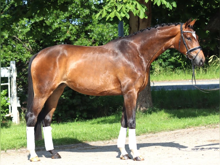 Koń hanowerski Klacz 5 lat 170 cm Gniada in Selsingen