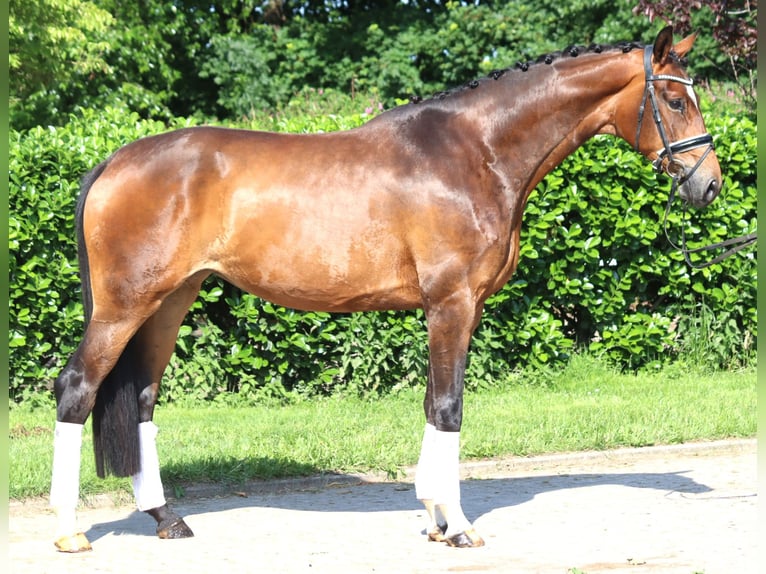 Koń hanowerski Klacz 5 lat 170 cm Gniada in Selsingen