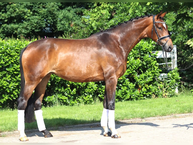 Koń hanowerski Klacz 5 lat 170 cm Gniada in Selsingen