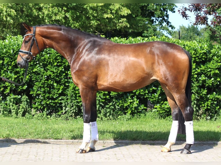 Koń hanowerski Klacz 5 lat 170 cm Gniada in Selsingen